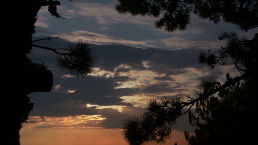 Beautiful sky at sunset through the branches of pine