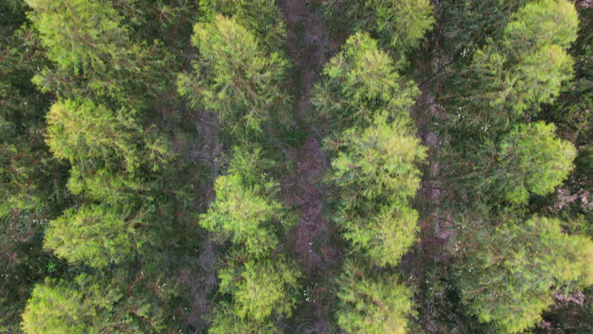 Aerial view of a dense eucalyptus plantation in Argentina’s Paraná Delta, highlighting rows of trees.