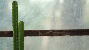 Two green cactus plants with spines stand tall beside rustic wooden beam and frosted glass creating calm and peaceful atmosphere - Powered by Shutterstock - Get 15% off with code: PIKWIZARD15