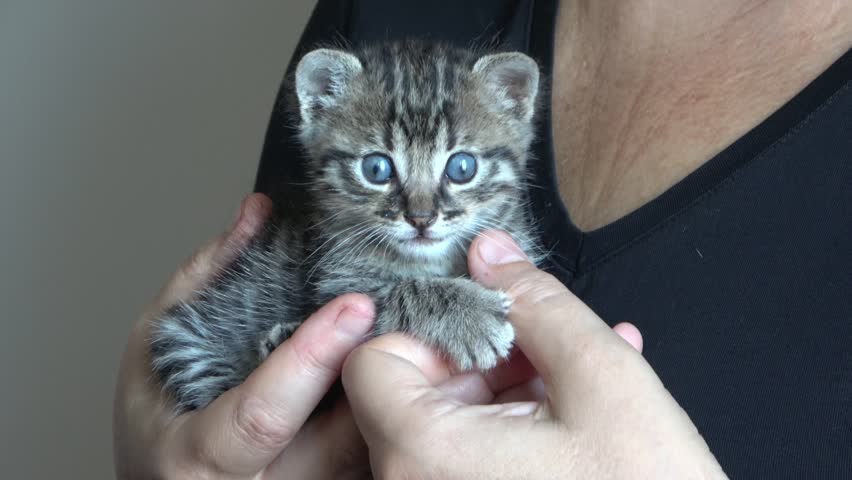 A small gray kitten, held in close-up in her arms