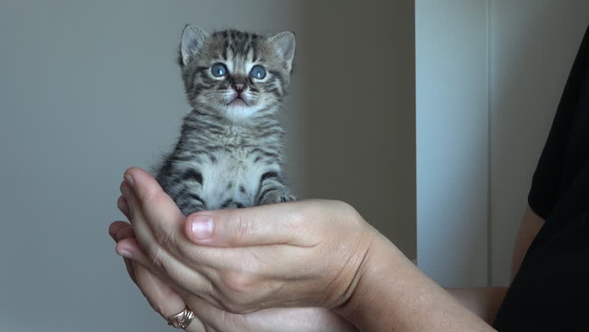 A small gray kitten, held in close-up in her arms.High quality FullHD footage
