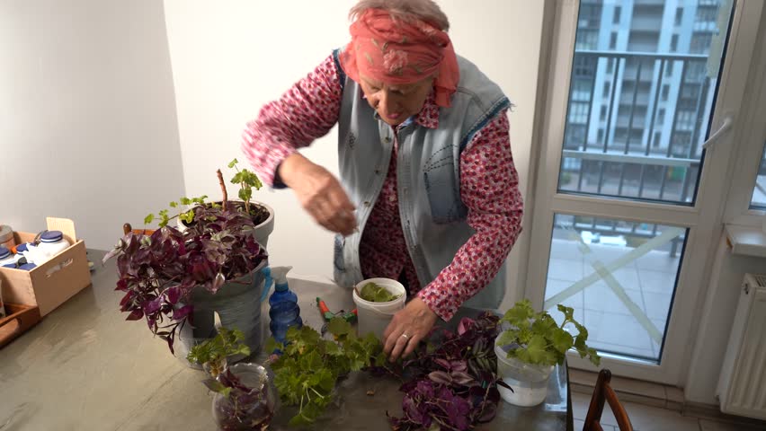 An elderly woman takes care of tradescantia flowers. A grandmother trims leaves with pruning shears and replants Geranium houseplants. Grandma flowers at home. Floriculture hobby. Green leaves.