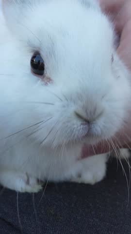 Soft white dwarf rabbit cuddling in caring palms sticking out the tongue, looking straight ahead with wide-eyed innocence and tender charm