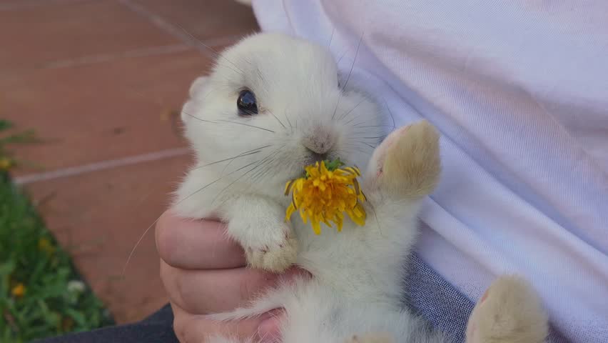 Soft white dwarf rabbit delicately eating dandelion while nestled gently in caring human hands, embodying pure innocence and tender connection