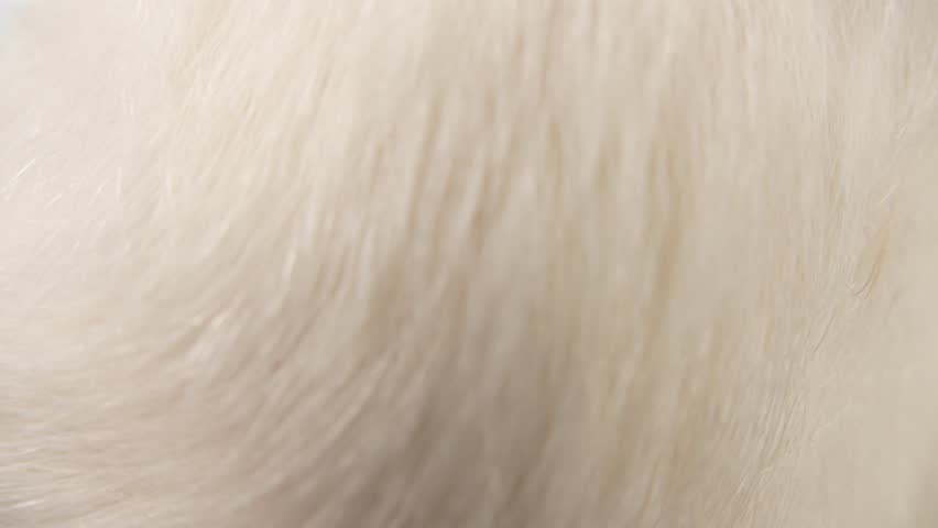 Macro zoom-out reveals red and white fur pattern of a dog back