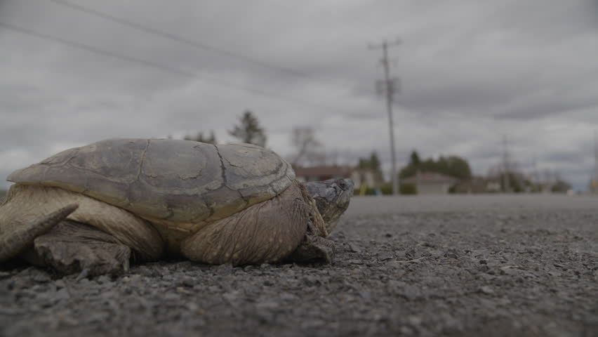 Snapping turtle beside a busy street