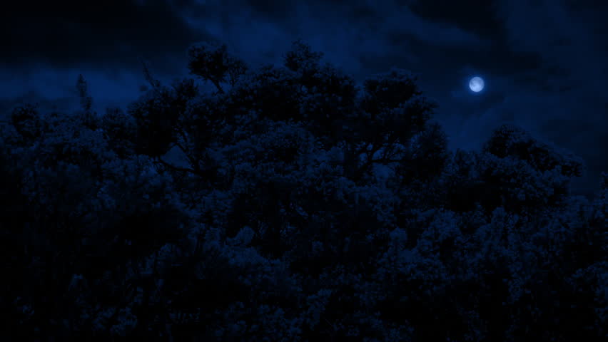 Bushes On Windy Night With Moon Above
