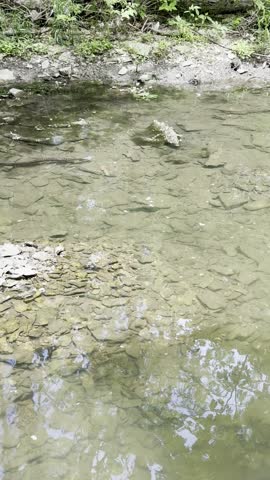 Common Northern Watersnake at Cedar Lake in Olathe Kansas on a Warm Sunny Day