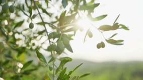 Close up on olive tree in grove as sun shines through its green leaves. Sunlight creating warm lens flare in sunset or sunrise in Tuscany in Italy. Morning light in farm with unripe fruits pre picking - Powered by Shutterstock - Get 15% off with code: PIKWIZARD15