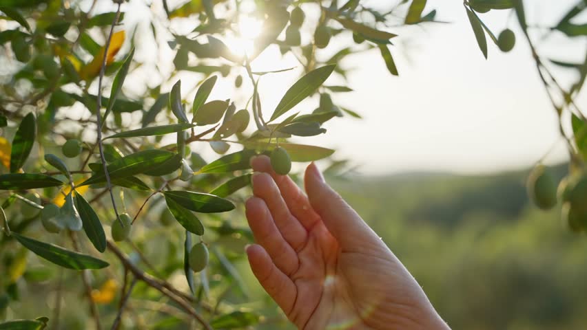 Close up on female hand checking and holding an olive on a tree in a farm grove. Woman farmer or producer of virgin olive oil touches green unripe fruit. Sunlight shining through branches and leaves