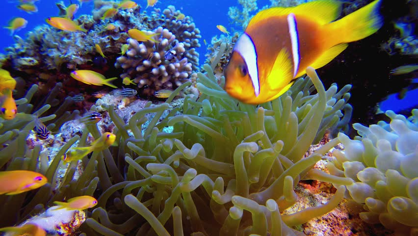 Tropical Fish Underwater Reef Clownfish. Underwater clownfish (Amphiprion bicinctus) and sea anemones. Red Sea anemones. Tropical colourful underwater clown fish. Coral garden seascape.