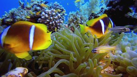Tropical Fish Underwater Reef Clownfish. Underwater clownfish (Amphiprion bicinctus) and sea anemones. Red Sea anemones. Tropical colourful underwater clown fish. Coral garden seascape. - Powered by Shutterstock - Get 15% off with code: PIKWIZARD15
