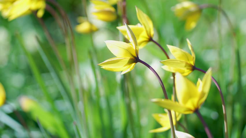 Tulip sylvestris blooming under warm sunlight on spring day, swaying on wind, closeup view. Bright yellow wild tulips in full bloom stretching their stems to the sun in meadow. 