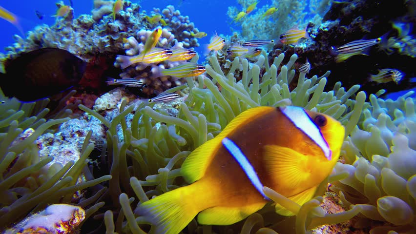 Tropical Colourful Clown Fish. Underwater clownfish (Amphiprion bicinctus) and sea anemones. Red Sea anemones. Tropical colourful underwater clown fish. Coral garden seascape.