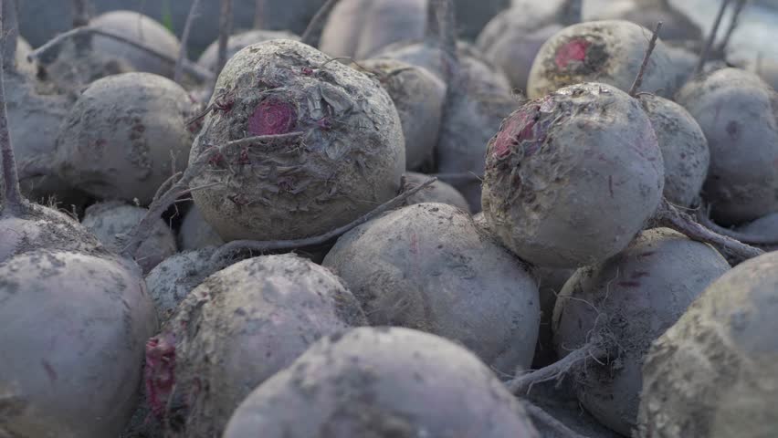 Clean beetroots with trimmed stems are piled together, ready for cooking. Washed and prepared for further use. vegetables highlight advantages of organic farming, offering a healthy food option