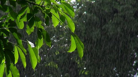 green tree branches under the falling rain / tropical rain in Cambodia