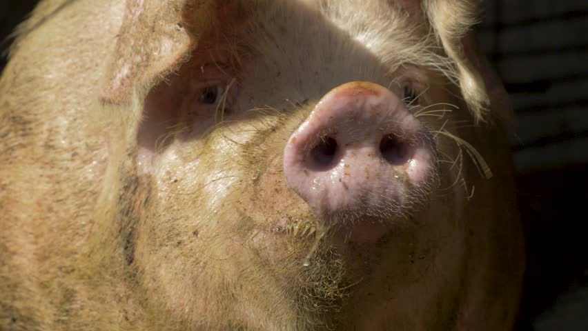 The pig rests in a barn corner, chewing on something. It looks around calmly. The animal is raised for meat. Animal husbandry