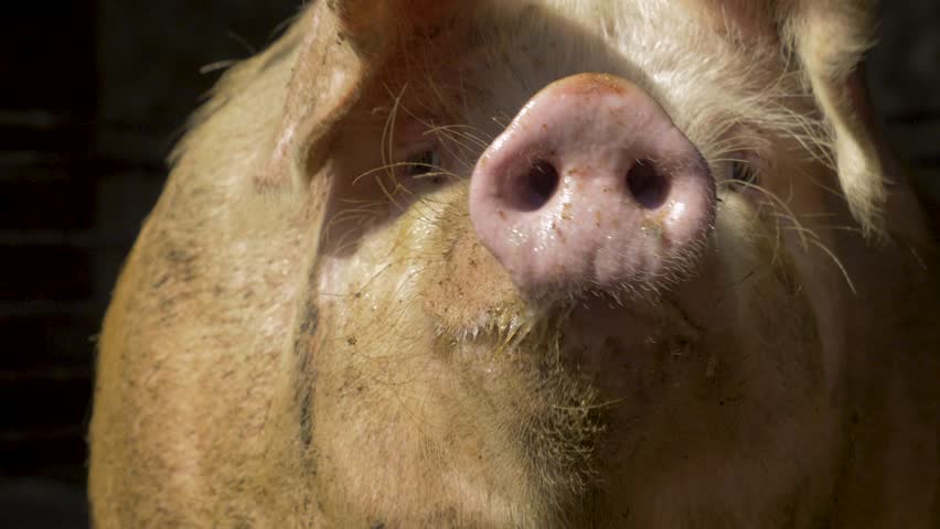 The pig rests in a barn corner, chewing on something. It looks around calmly. The animal is raised for meat. Animal husbandry