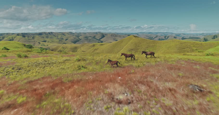 Low aerial drone footage captures wild horses galloping across the picturesque, rolling hills of Sumba Island, Indonesia, a breathtaking display of nature's untamed beauty