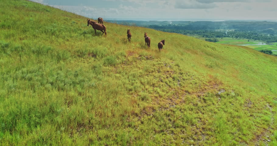 Wild horses grazing peacefully on lush green hills. Enjoying the breathtaking view of the surrounding landscape in Sumba Island. Indonesia. Creating a picturesque scene of freedom and natural beauty