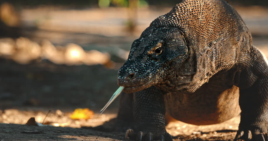 Large Komodo dragon flicking its forked tongue while walking on Rinca Island, one of the only places where this impressive animal can be found in the wild