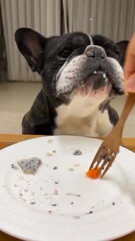Cute French Bulldog Eating from Plate.