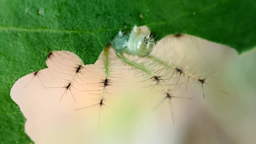 A close-up of a spiny green caterpillar eating a green mistletoe leaf in the garden. This is the early stage of the "Green Baron" butterfly, species with the scientific name "Euthalia adonia,", belongs to the Nymphalidae family and Limenitidinae subfamily. This macro footage is perfect for projects about nature, wildlife, insects, and the butterfly life cycle.