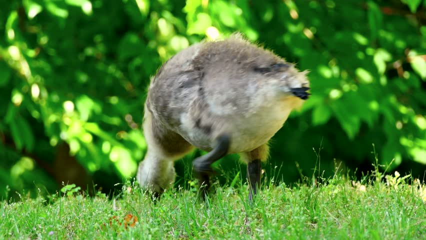 goslings grazing in lush green grass in Marietta Georgia USA
