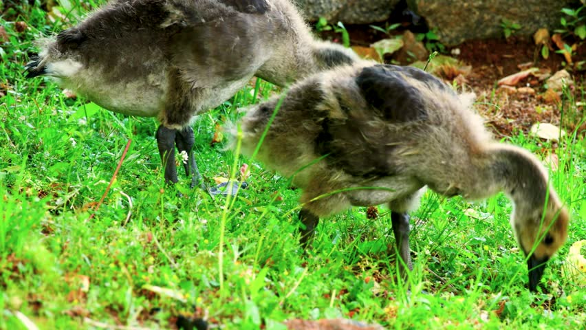goslings grazing in lush green grass in Marietta Georgia USA
