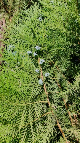 Oriental Arbor-vitae, Platycladus or the biota or Oriental thuja evergreen tree or plant