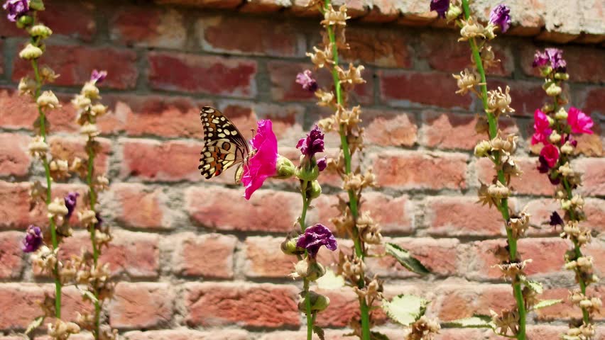 Common Lime Butterfly (Papilio demoleus) and Pink Zinnia Elegant. Lime butterfly ( Papilio demoleus ) sucking nectar on West Indian Lantana blossom with natural green background. Butterfly sitting.
