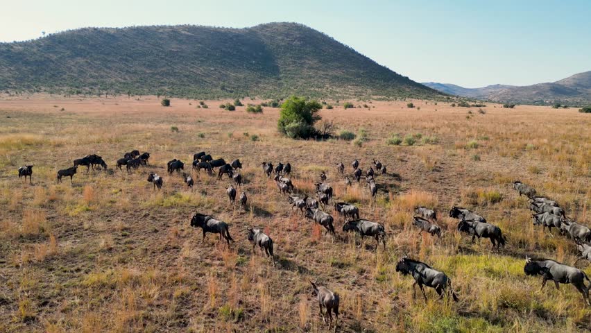 Wild Wildebeest In Pilanesberg National Park North West South Africa. Wildness Safari Scene Of Game Drive With Big Five Animals. Countryside Dramatic Clouds Rural Field.