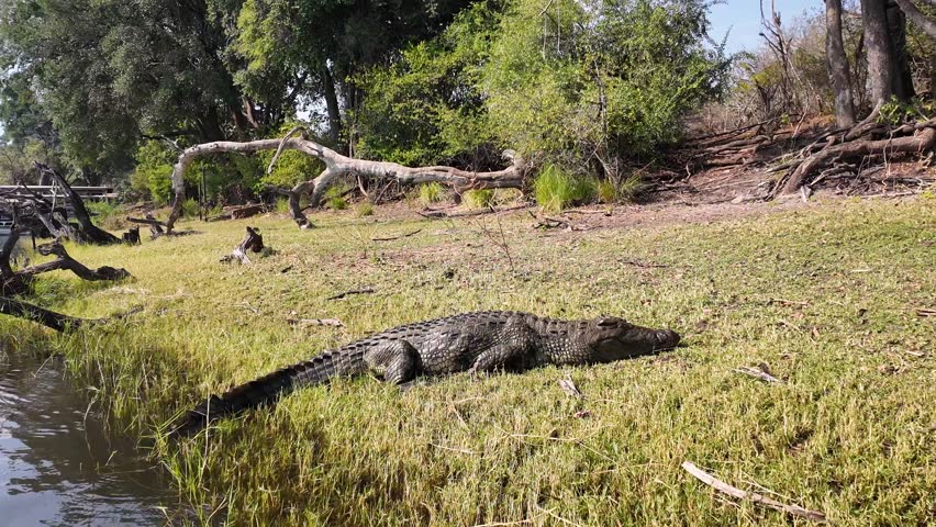 Sleeping Crocodile In Chobe National Park Kasane Botswana. Wildness Safari Scene Of Game Drive With Big Five Animals. Nature Sky Sky Forest. Nature Panoramic View. Chobe National Park Kasane.