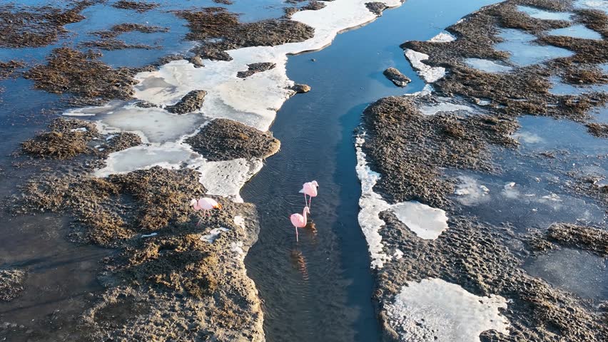 Flamingos Flying In El Calafate Patagonia Argentina. Flock Of Pink Flamingos Flying Over Scenic Lagoon Water. South Pole Tourism Glacial Snow Mountain. South Pole Frost Outdoor.