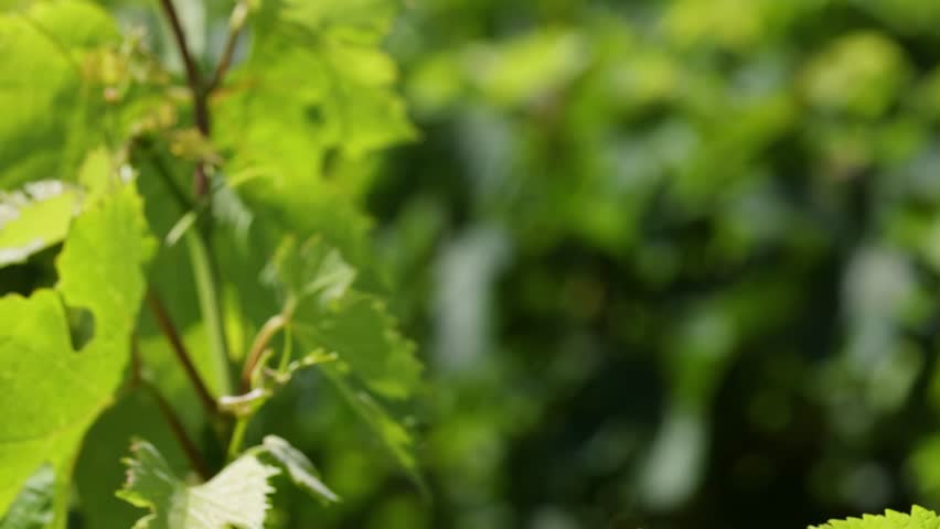 Vibrant vineyard showcasing lush grapevines in Bordeaux