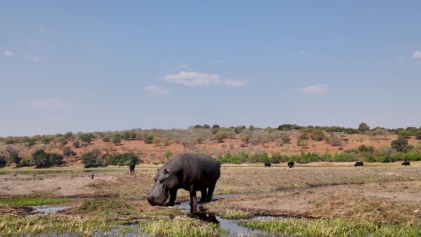 Hippopotamus In River In Chobe National Park Kasane Botswana. Wildlife Scene Of Big Five Animals In A African Safari. Countryside Dramatic Clouds Rural Field. Countryside Rural Panoramic Sky.