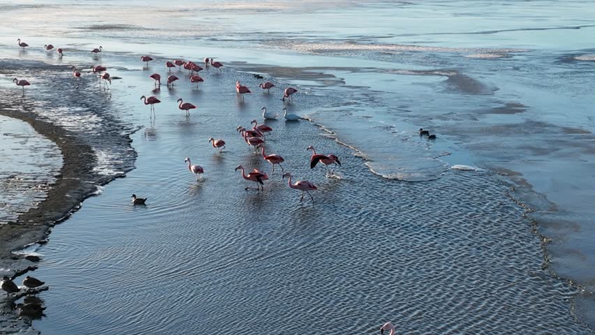 Seabirds Flying In Argentino Lake El Calafate Argentina. Flock Of Pink Flamingos Flying Over Scenic Lagoon Water. Outdoor Travel Destination Patagonia Glacier. Outdoor Snow Covered Aerial.