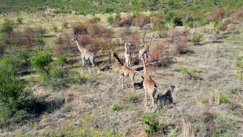 Safari Trip In Serengeti National Park Tanzania. Wildlife Scene Of Big Five Animals In A African Safari. Countryside Clouds Sky Rural Field. Sky Panoramic Sky. Serengeti National Park.