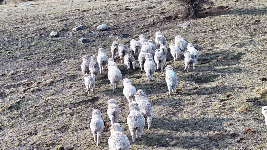 Wild Sheep In El Calafate Santa Cruz Argentina. Herd Of Sheep Ewe On The Patagonian Valley In Argentina. Snowing Day Lake Glacial Landscape Blizzard. Snowing Day Forest Trees. El Calafate Santa Cruz.