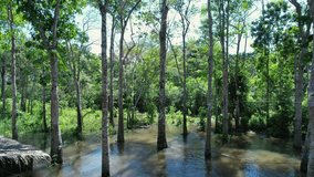 Amazonian Rainforest In Manaus Amazonas Brazil. Capturing The Effects Of Flooding In The Amazon Rainforest. Travel Environment Wilderness Jungle. Travel Exterior Rainy Season. Manaus Amazonas. - Powered by Shutterstock - Get 15% off with code: PIKWIZARD15