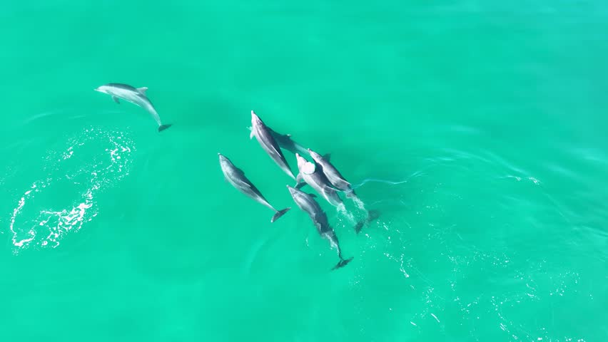 Dolphins Swimming In San Diego California United States. Scenic Wild Marine Animals Swimming In The Sea. Holiday Landscape Idyllic Beauty. Idyllic. San Diego California.