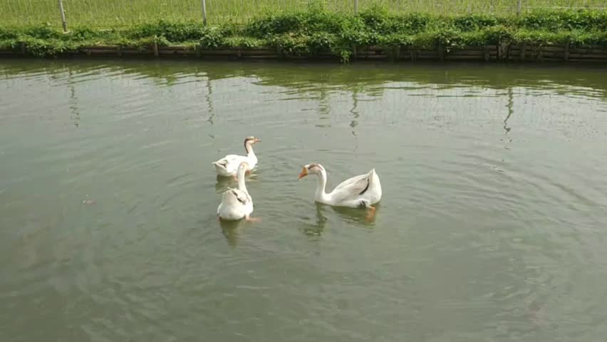 Three white geese gracefully swimming in a calm pond near a grassy field, perfect for nature, wildlife, or countryside-themed visuals in editorial and commercial use.