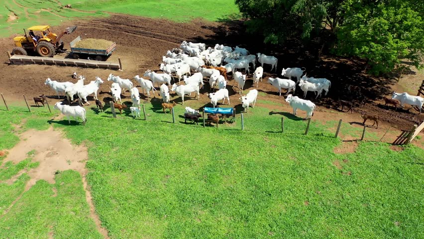 Livestock Animals In Campinas Sao Paulo Brazil. Aerial View Of Nelore Cattle Grazing On A Lush Green Pasture. Rural Background Valley Country Beautiful. Rural Background Field. Campinas Sao Paulo.