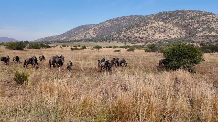 Safari Tour In Etosha National Park Namibia. Wildness Safari Scene Of Game Drive With Big Five Animals. Nature Dramatic Sky Sky Forest. Nature Agro Rural Panoramic View. Etosha National Park.