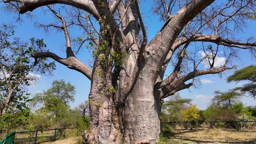 Scenic Baobab In Victoria Falls Matabeleland North Zimbabwe. Famous Century-Old And Big Tree In The Stunning Landscape. Countryside Clouds Sky Rural Field. Countryside Sky Panning Wide.