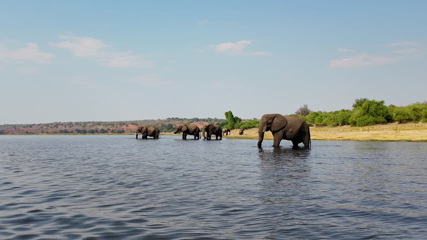 Elephants In River In Chobe National Park Kasane Botswana. Stunning Safari Landscape Of Wild African Animals. Countryside Clouds Sky Rural Field. Sky Panoramic Sky. Chobe National Park Kasane.