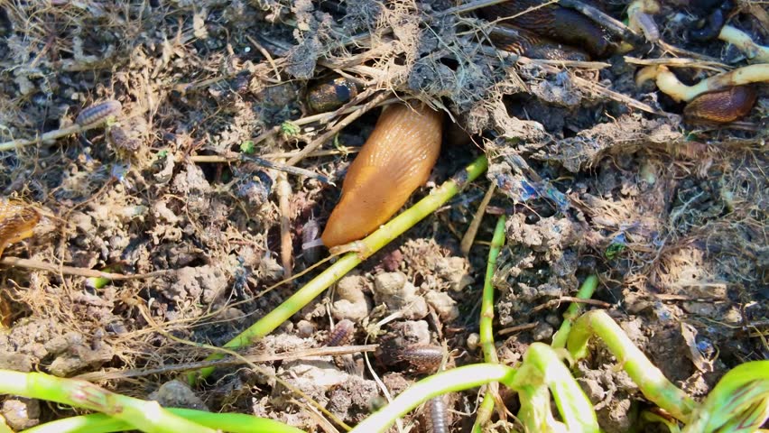 Close-up view of a single nude snail hiding partially in its under wet soil with twigs and woodlice.