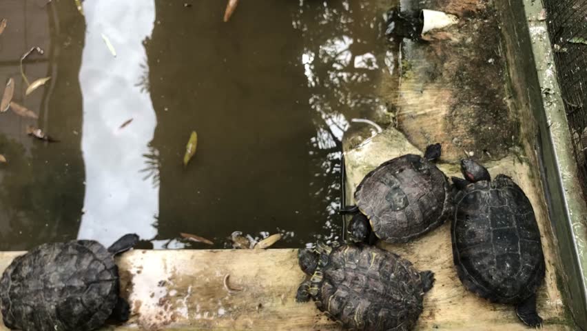 Brazilian turtles that are already big in the pond