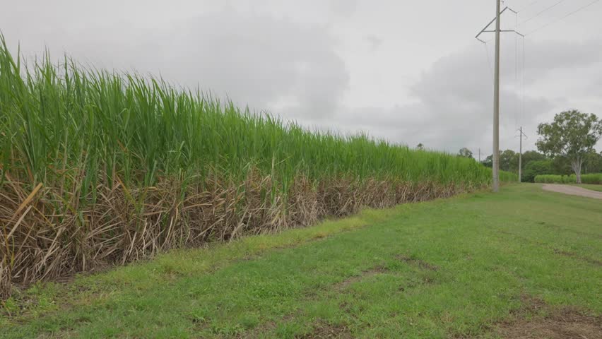 A green field of sugarcane blowing gently in the breeze on a cloudy day