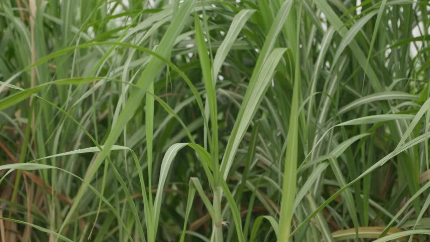 Tilt up, sugar cane standing tall and blowing in the breeze against a grey sky